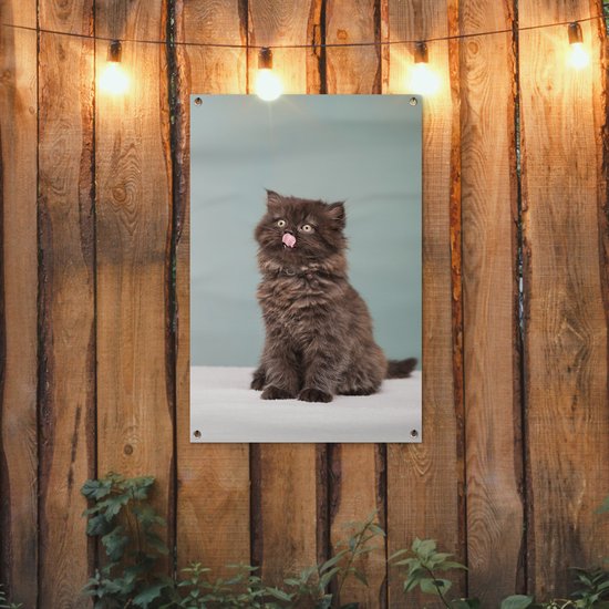 Posters de jardin Chaton persan tirant la langue - 60x90 cm