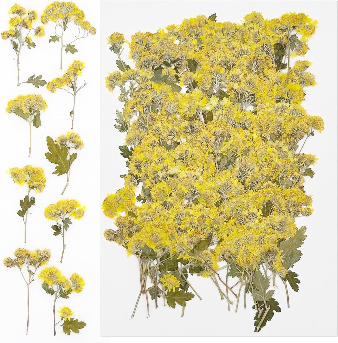 Ronte - Natuurlijke Gedroogde Bloemen voor Hars en Doe-het-Zelf Creaties 100 Stuks