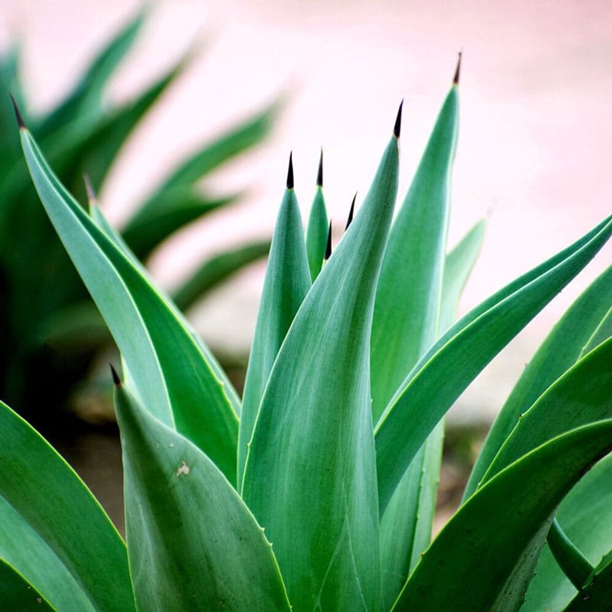Geurolie - Emerald Agave - 10 ml