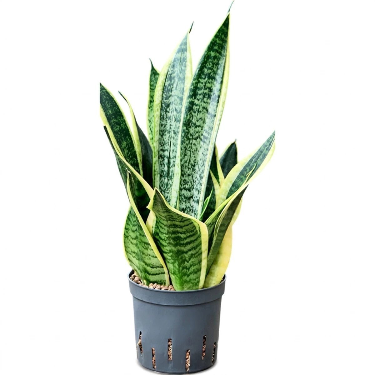 Sansevieria trifasciata 'Futura Superba' Hydrocultuur - 35cm pot 13cm