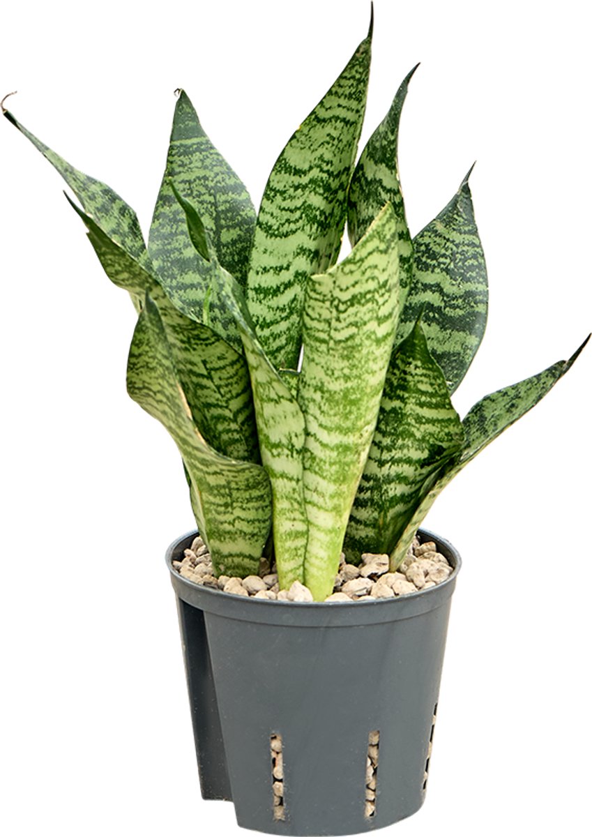 Sansevieria zeylanica 'Compacta' - Toef Hydrocultuur - 25