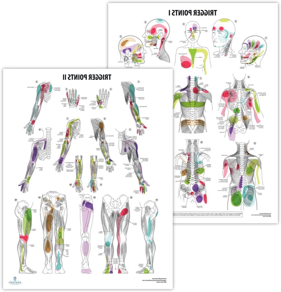 Triggerpoints Poster Set - Anatomie Kaarten - Leren Lichaam - Professionele Tekeningen - 173 x 225 Inch - Full Color