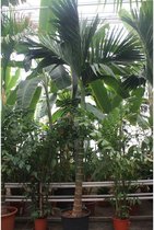 Areca catechu - Betelpalm 365-375cm