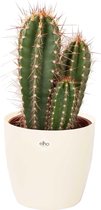 Cactus van Botanicly – Caripari Cactus incl. crème kleurig sierpot als set – Hoogte: 50 cm – Neocardinasia Herzogiana
