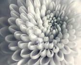 Schilderij - Chrysant bloem , Zwart wit , 3 maten , Premium print