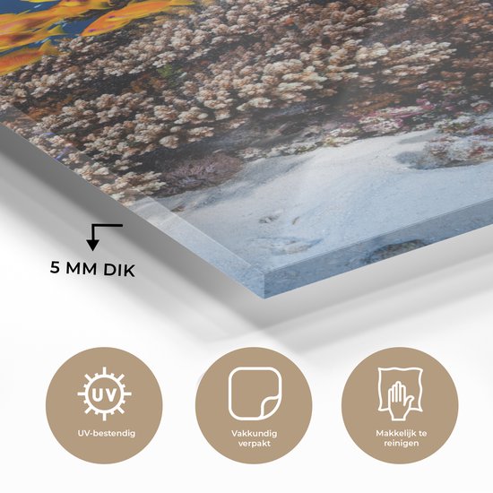 Peinture sur verre - Corail - Poissons - Animaux aquatiques - Oranje - Photo sur verre - Décoration murale - 100x150 cm - Peinture sur verre