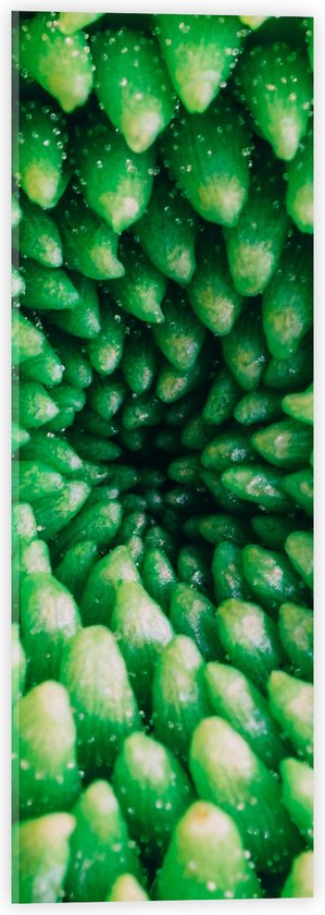 Acrylglas - Bloem - Druppels - Groen - 20x60 cm Foto op Acrylglas (Met Ophangsysteem)
