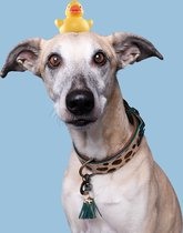 DWAM Dog with a Mission – Halsband Hond – Hondenhalsband – Dierenprint Groen – L – Leer – Halsomvang tussen 38-47 x 4 cm – Ivy