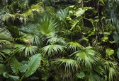Fotobehang Prachtige Palmbladeren In Een Tropische Jungle - Vliesbehang - 312 x 219 cm