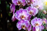 Fotobehang Prachtige Orchideeën - Vliesbehang - 405 x 270 cm
