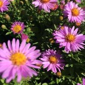 25 x Aster dumosus Anneke - Herfstaster in 9x9cm pot met hoogte 5-10cm