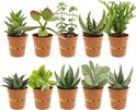 Find the perfect Succulent for you Find the perfect Succulent for you