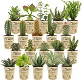 Ecoworld Mini cactussen en Succulenten - 20 Cactus en Vetplant Mix - Ø 6 cm - Hoogte 8-15 cm