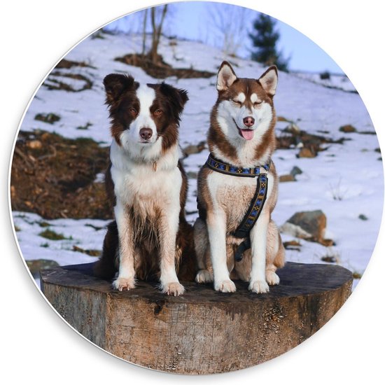 Forex Wandcirkel - Bruine Honden in de Sneeuw - Foto op Wandcirkel (met ophangsysteem)