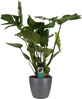 Kamerplant van Botanicly – Gatenplant incl. sierpot antraciet als set – Hoogte: 69 cm – Monstera Deliciosa