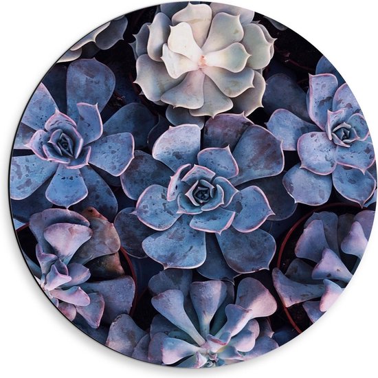 Dibond Wandcirkel - Blauwkleurige Vetplantjes  - 50x50cm Foto op Aluminium Wandcirkel (met ophangsysteem)