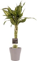 Kamerplant van Botanicly – Drakenboom incl. taupe sierpot als set – Hoogte: 40 cm – Dracaena Sandriana Victory