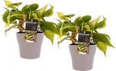 Duo Philodendron Brazil met potten Anna Taupe