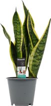 Kamerplant van Botanicly – Vrouwentongen – Hoogte: 35 cm – Sansevieria trif. Superba