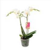 Orchidee van Botanicly – Orchidee – Hoogte: 50 cm, 2 takken – Phalaenopsis Multiflora Snowflake