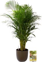 Pokon Powerplanten Areca Palm 110 cm ↕ - Kamerplanten - in Pot (Mica Tusca Groen) - Goudpalm - met Plantenvoeding / Vochtmeter