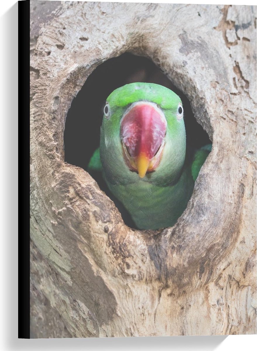 Canvas - Groene Parkiet in Bruine Boomstam - 40x60cm Foto op Canvas Schilderij (Wanddecora