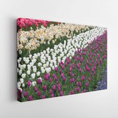 Onlinecanvas - Schilderij - Fresh Blooming Tulips In The Spring Garden Art Horizontal Horizontal - Multicolor - 60 X 80 Cm