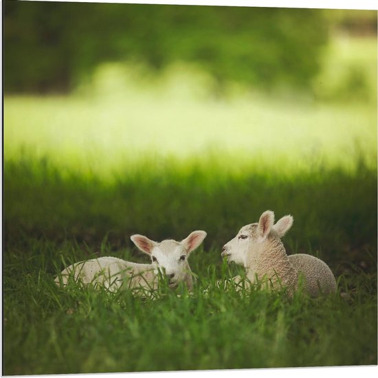 Dibond - Twee Witte Lammetjes in het Groene Gras - Foto op Aluminium (Wanddecoratie van metaal)