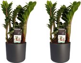 Kamerplanten van Botanicly – 2 × Zamioculcas Zenzi incl. sierpot antraciet cilindrisch als set – Hoogte: 40 cm