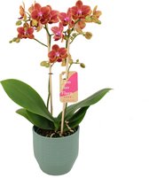 Orchidee van Botanicly – Vlinder orchidee in groen keramiek pot 'Eline' als set – Hoogte: 50 cm, 2 takken – Phalaenopsis Multiflora Sogo Allen