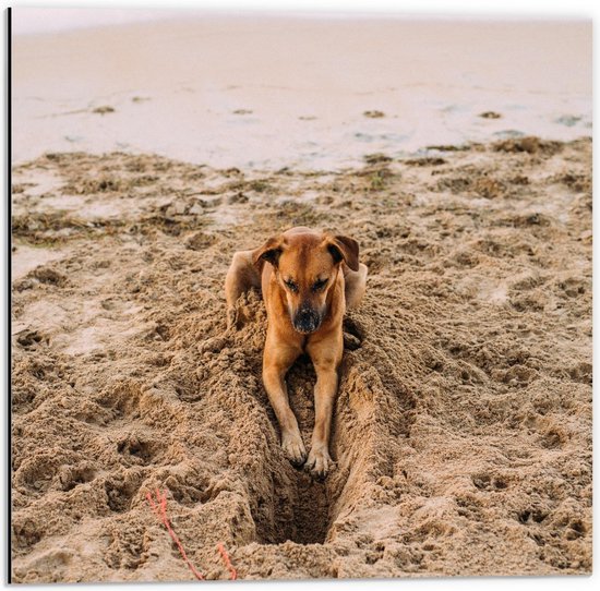 Dibond - Gravende Hond op het Strand - 50x50cm Foto op Aluminium (Met Ophangsysteem)