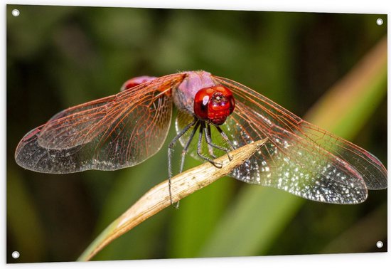 Tuinposter – Rode Libelle in de Natuur - 120x80cm Foto op Tuinposter  (wanddecoratie voor buiten en binnen)