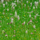 MRS Seeds & Mixtures Type BWV1 - Beweidingsmengsel Veengrond – stimuleert de biodiversiteit, samengesteld voor zware bodems, meerjarige bloemen – geschikt voor veengronden
