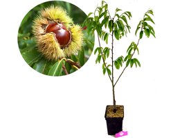 Castanea sativa 'Marrone di Marradi', Tamme kastanje, 5 liter pot