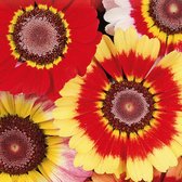 MRS Seeds & Mixtures Ganzebloem - Chrysanthemum carinatum – groeihoogte: 60 cm – een natuurlijke plaaginsecten bestrijder – kan gebruikt worden als snij-, droogbloemen of boeketten – erg geschikt voor borders, tuinranden en moestuinen