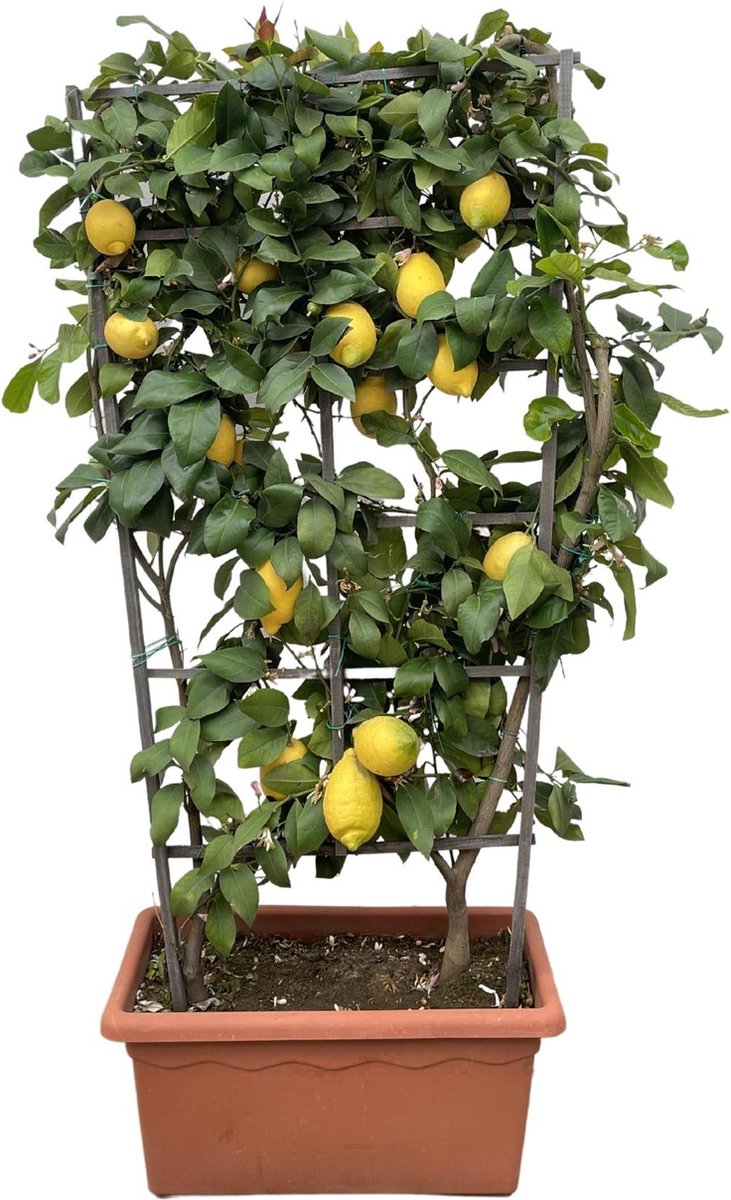 Citrus Lemon op rek - 160cm - ø60