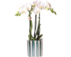 foto van Kolibri Orchids | Witte Phalaenopsis orchidee Amabilis + Painted Stripe pot groen - potmaat Ø9cm | bloeiende kamerplant - vers van de kweker