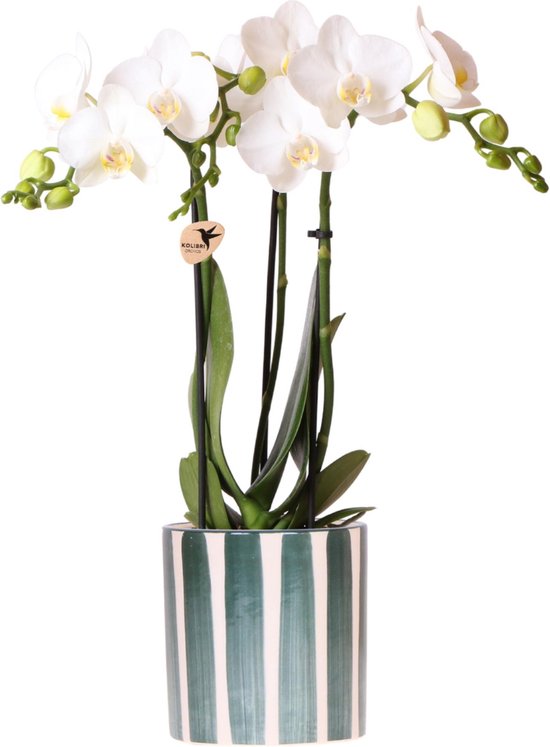 Kolibri Orchids | Witte Phalaenopsis orchidee Amabilis + Painted Stripe ...