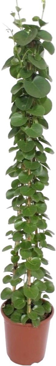 Cissus rotundifolia pyramide - 160 cm - ø27