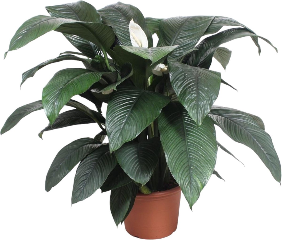 Green Harmony - Spathiphyllum Sensation - 140 cm - ø45