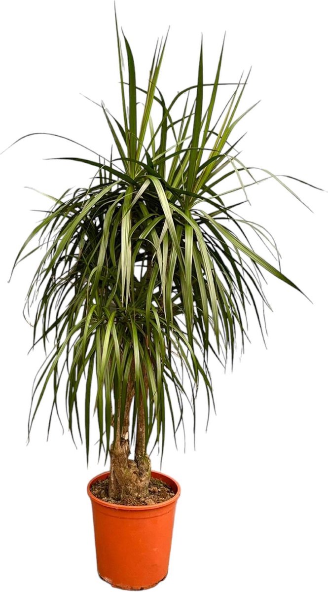 Green Harmony - Dracaena Anita Variegata - 190cm