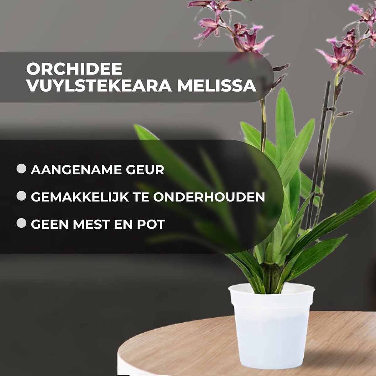 Orchidée Papillon Botanicly - Phalaenopsis 35 Cm, Plante D'intérieur élégante Et Facile D'entretien