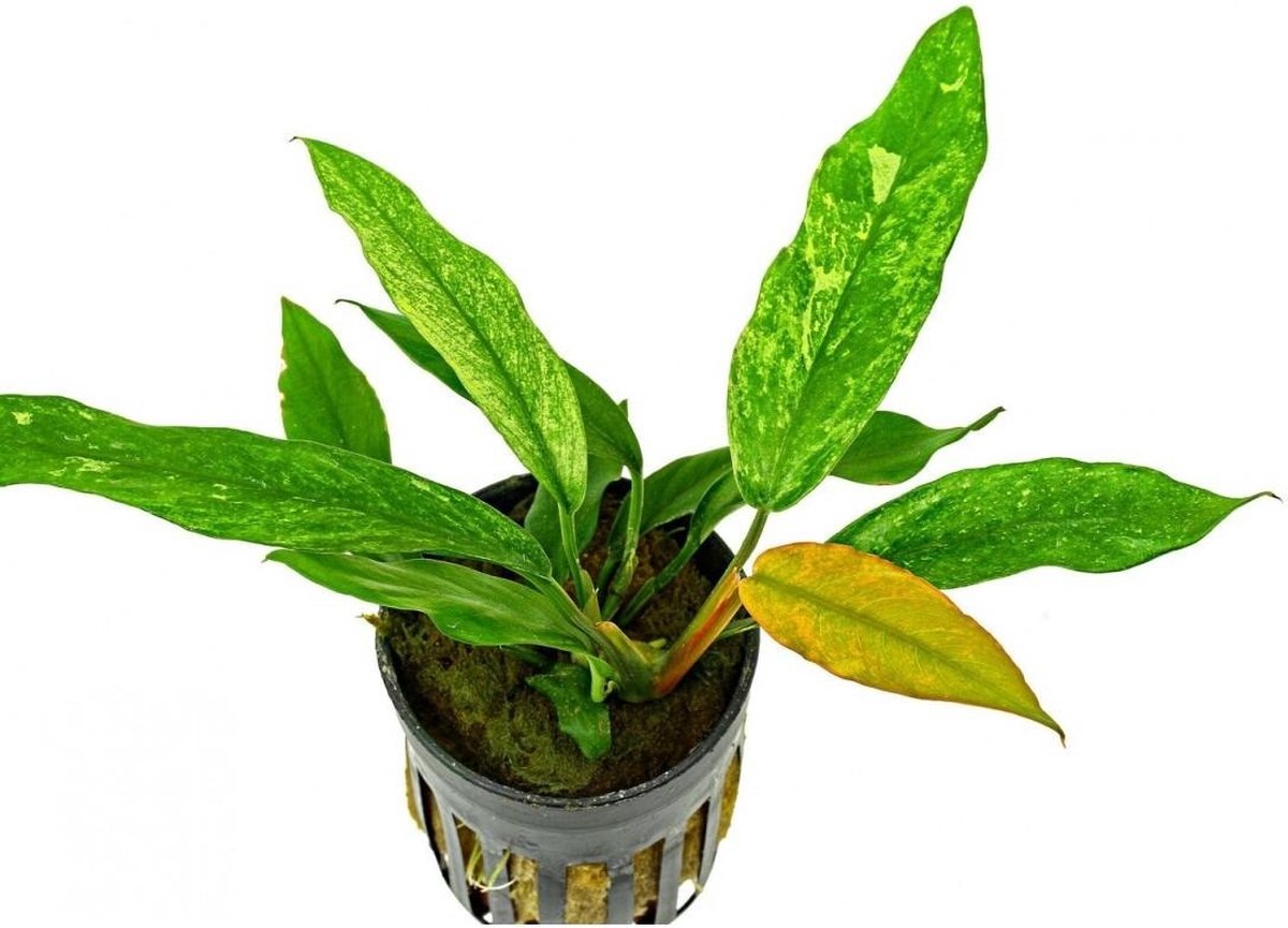 Aquaflora Anubias Barteri Variegata | Speerblad | In 5 cm pot