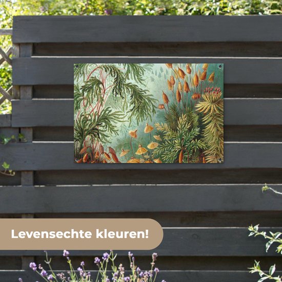 Posters de jardin extérieur Maîtres anciens - Art - Muscinae - Haeckel - 90x60 cm - Toile de jardin - Affiche extérieure