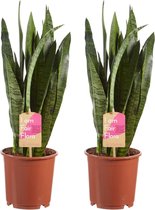 Hellogreen Kamerplanten - Set van 2 - Sanseveria Vrouwentong Zeylanica - ↕ 50 cm
