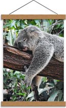Schoolplaat – Slapende Koala - 30x40cm Foto op Textielposter (Wanddecoratie op Schoolplaat)