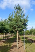 Grove den hoogstamboom - Pinus sylvestris | Omtrek: 14-18 cm | Hoogte: 350 cm