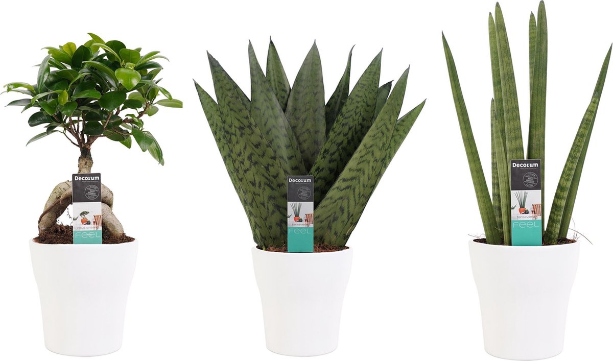 Ficus Ginseng Bonsai, Sansevieria Cylindrica en Sansevieria Zeylanica met Pot combipakket