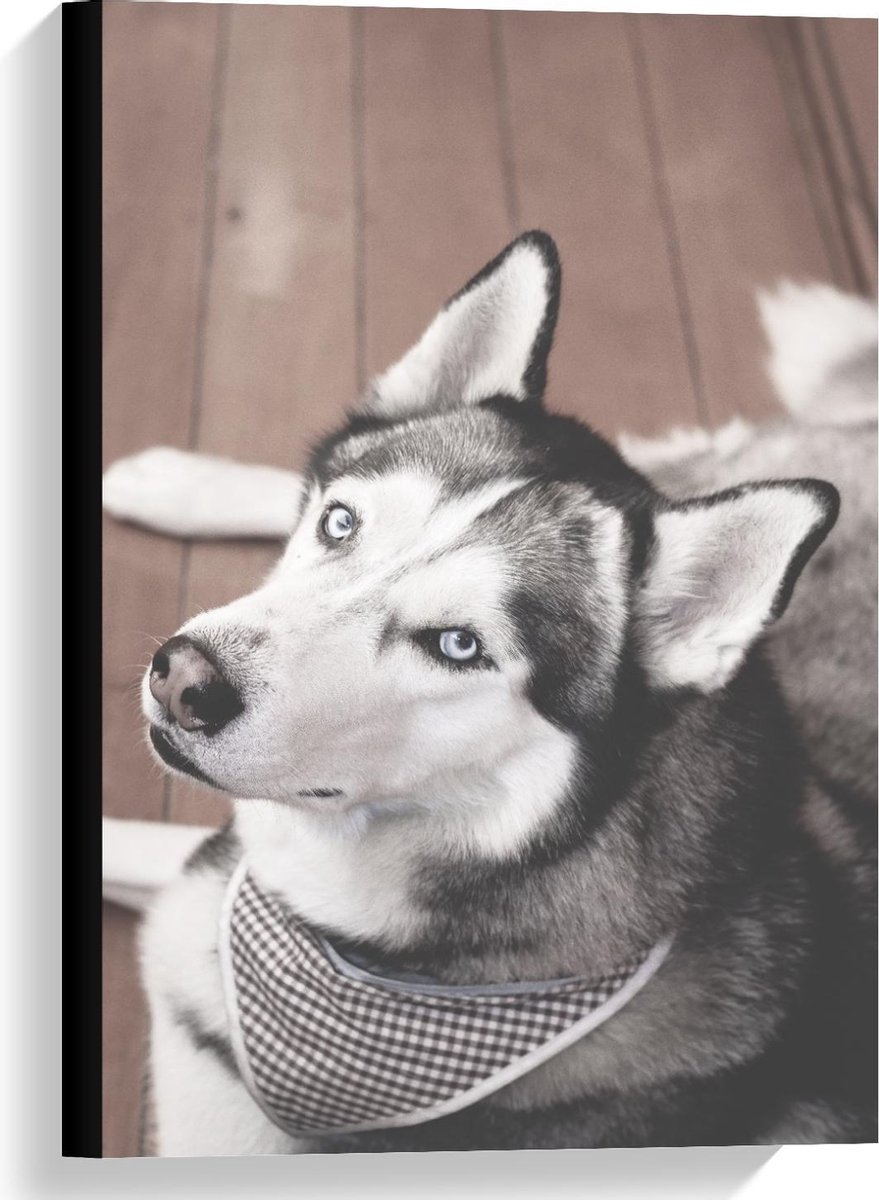 Canvas - Husky op Houten Vloer - 40x60cm Foto op Canvas Schilderij (Wanddecoratie op Canva