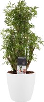 Kamerplant van Botanicly – Aralia incl. sierpot wit als set – Hoogte: 50 cm – Polyscias Balfouriana